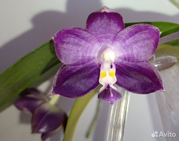 Орхидея Фаленопсис Mituo Миту
