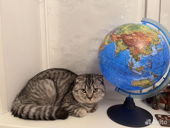 Вислоухий шотланский кот на вязку с паспортом 9 ме