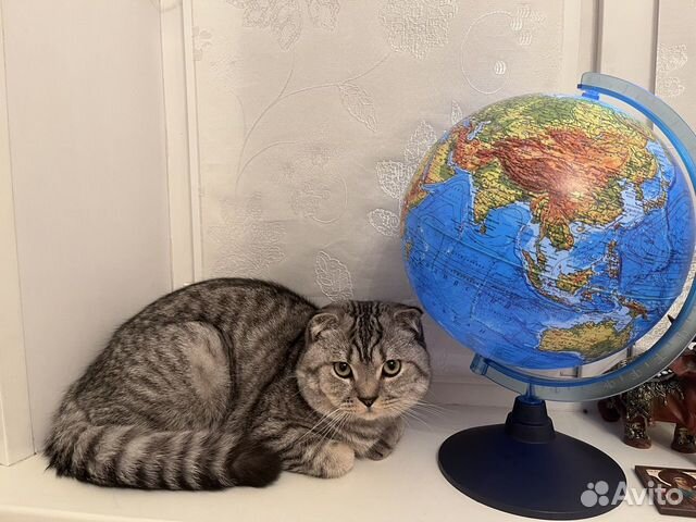 Вислоухий шотланский кот на вязку с паспортом 9 ме