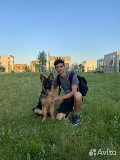 Коррекция поведения,воспитание,дрессировка,кинолог