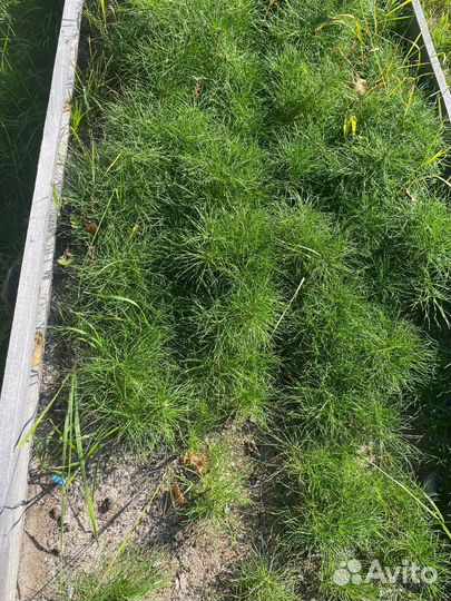 Сосна обыкновенная