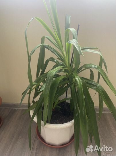 Пальма юкка