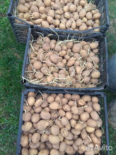 Семенной картофель сорт скарб