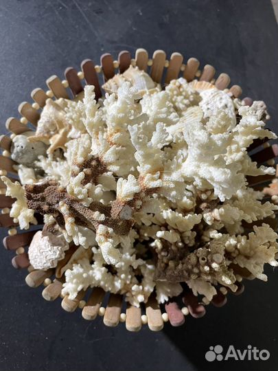 Натуральные ракушки, кораллы