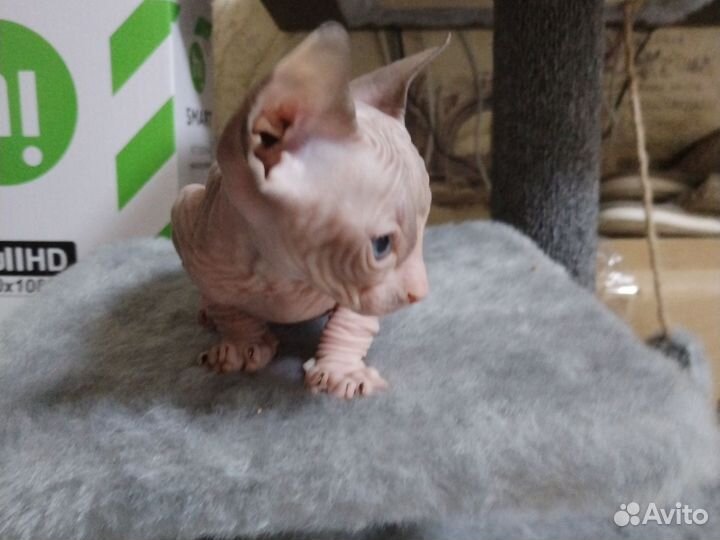 Канадский сфинкс котята