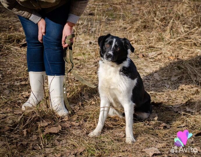 Собака Надежда, 1.5 года, добрая и ласковая