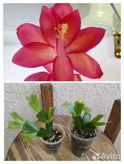 Шлюмбергера