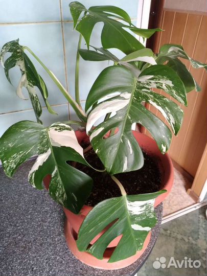 Продаю комнатные цветы