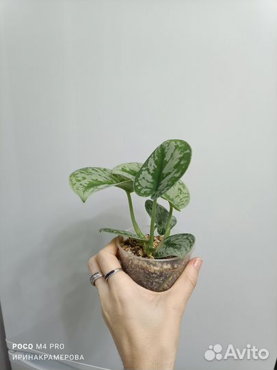 Сциндапсус пиктус экзотика