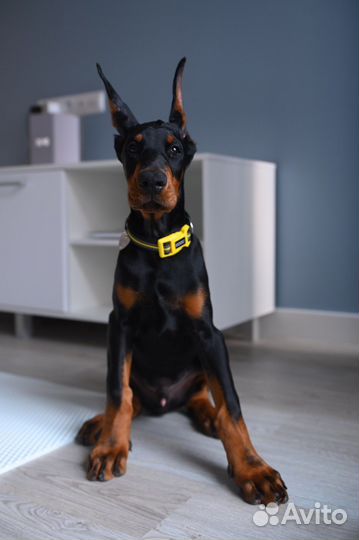 Доберман щенок