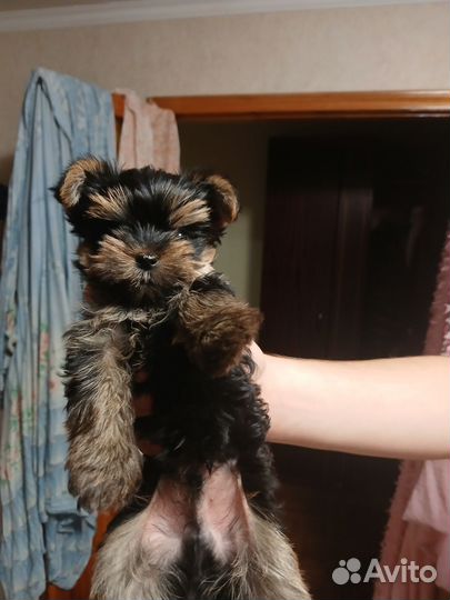 Йоркширский терьер щенки