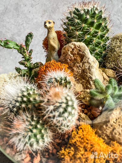Флорариум. Кактусы