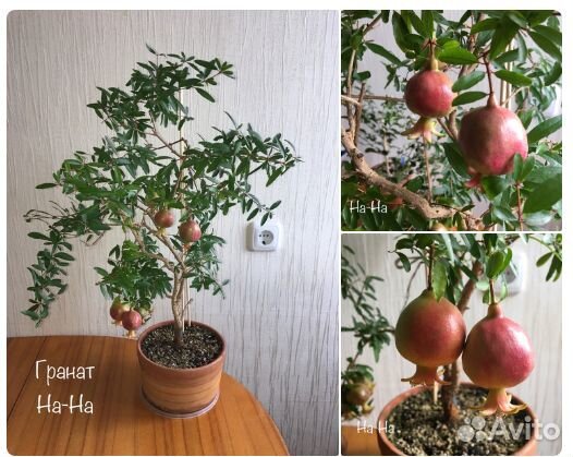 Гранат комнатный плодоносящий На-На