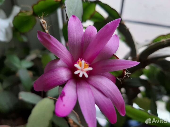 Фикус Гибискус Рапсолидопсис