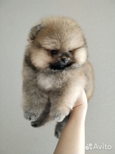 Померанский шпиц мини мишка