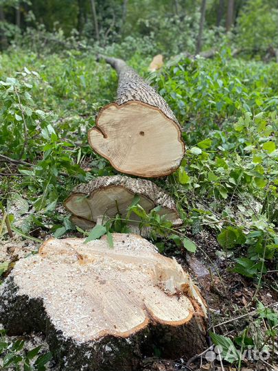 Кругляк липа