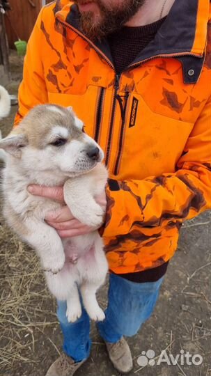 Малыши в поисках дома