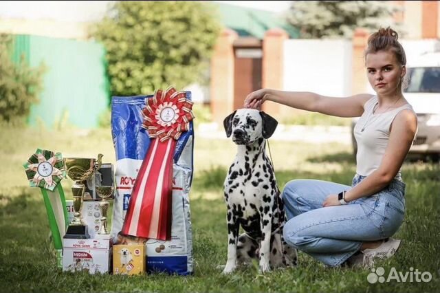 Услуги хендлера