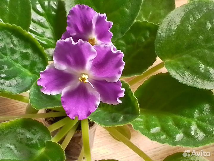 Цветущие фиалки