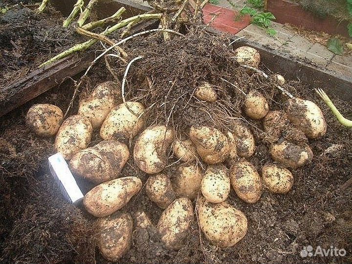 Семенной картофель