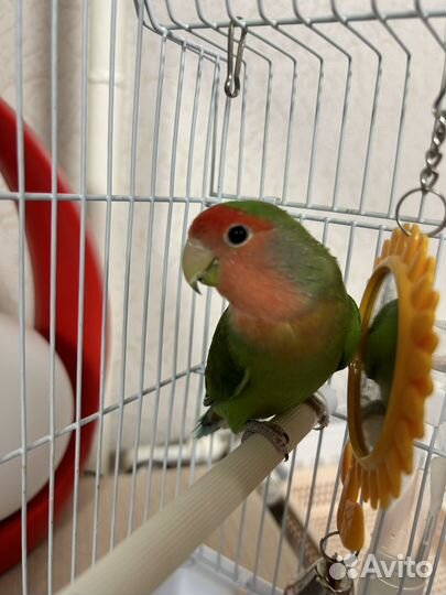 Попугай неразлучник