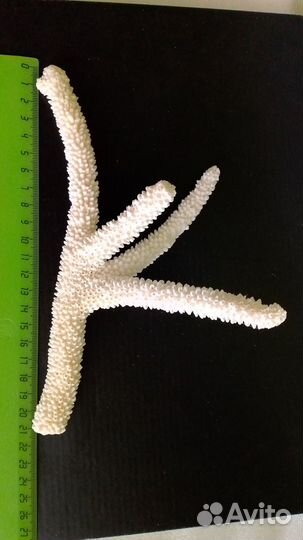 Ветка Каралла в аквариум