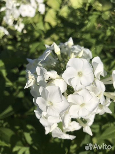 Многолетники