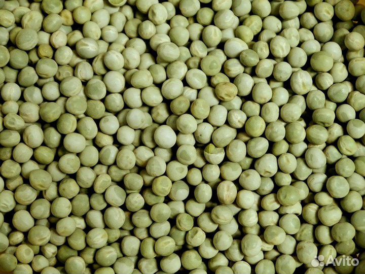 Горох кормовой