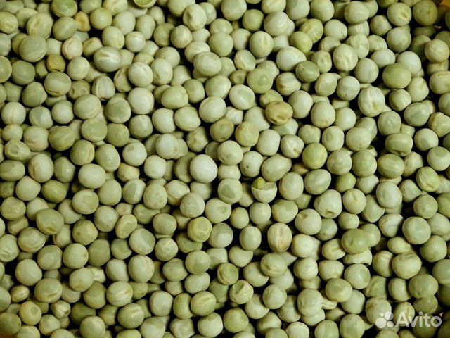 Горох кормовой