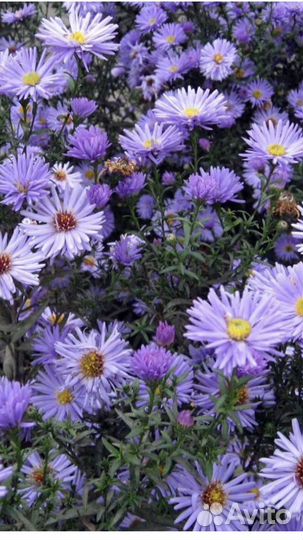 Многолетние цветы