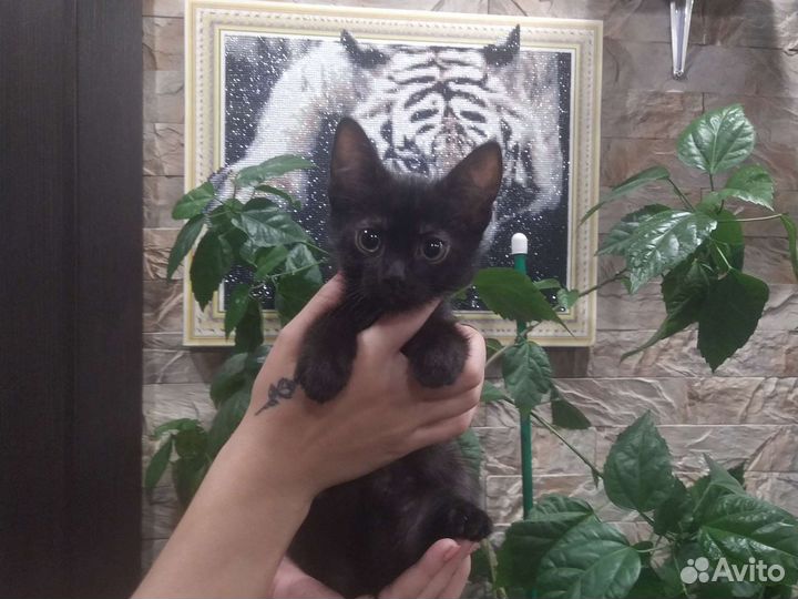Приют для животных
