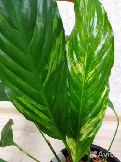 Спатифиллум Caiti, Moon Shadow, Домино