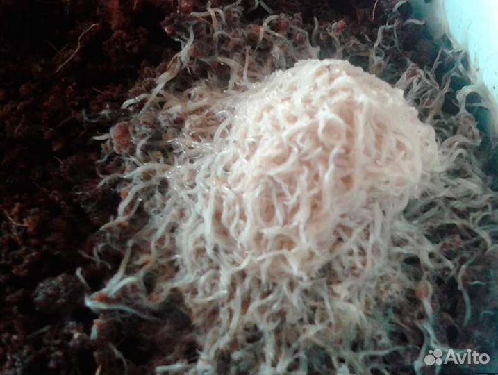 Живой корм для аквариумных рыбок