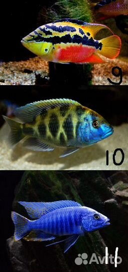 Рыбки разные