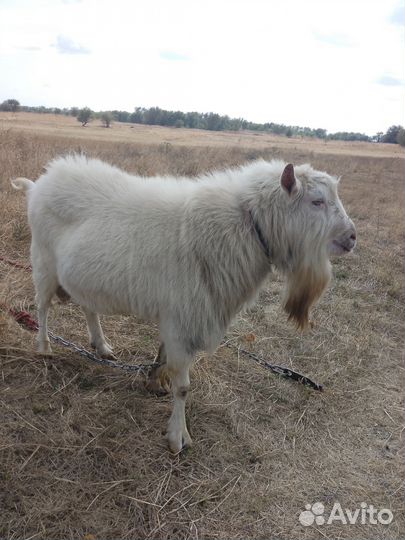 Козёл, и две козочки