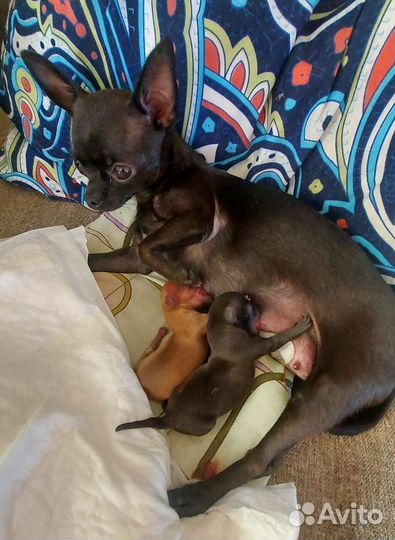 Маленькая собака чихуахуа