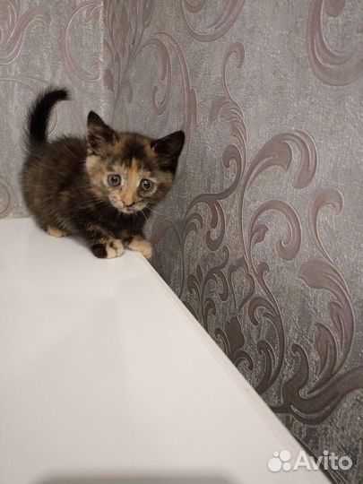 Котёнок девочка