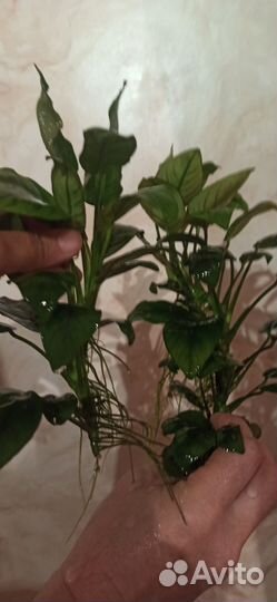 Растения для аквариума