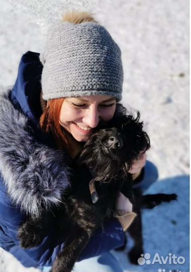 Небольшой пёсик ищет дом