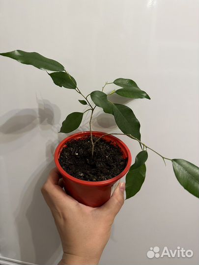 Фикус Бенджамина