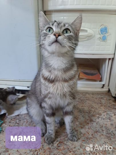 Кошки в добрые руки бесплатно