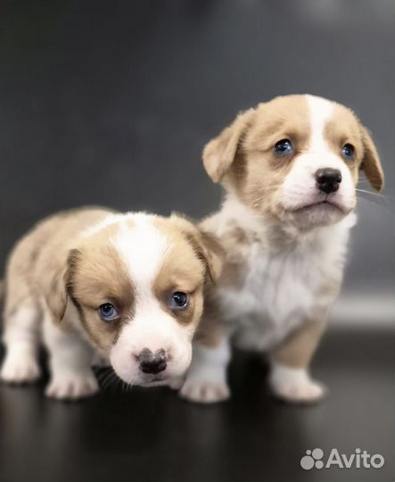 Кардиганы Рыжики