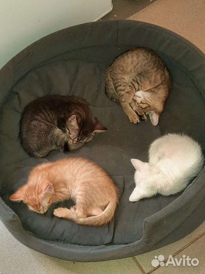 Котята в добрые руки