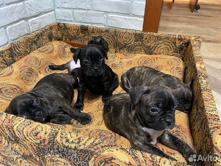 Французский бульдог щенки