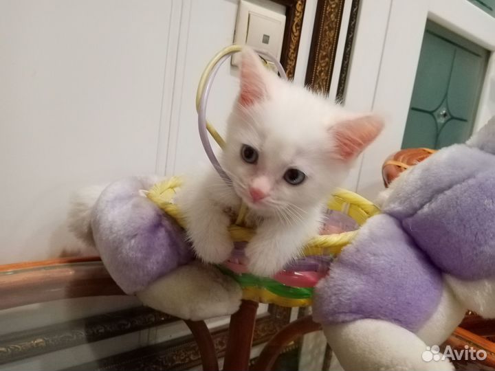 Котенок белый