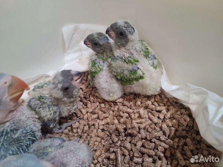 Птенцы выкормыши крупных и средних попугаев