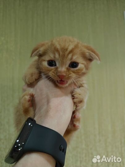 Котята вислоухие