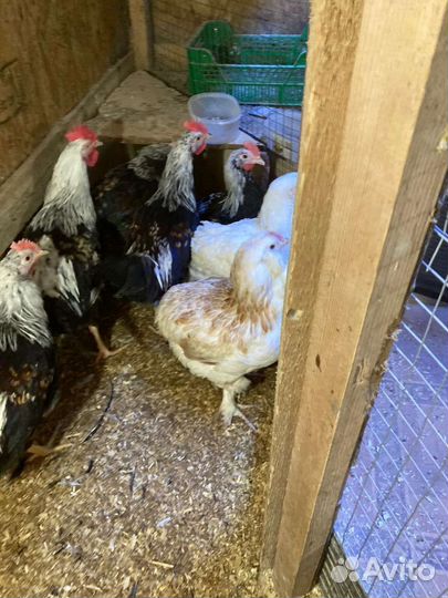 Куры петухи