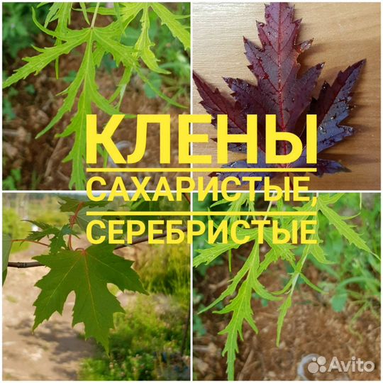 Клен сахаристый