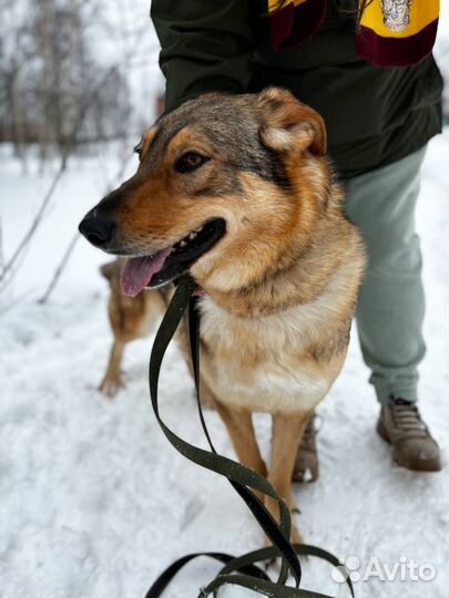 Собаки бесплатно в добрые руки